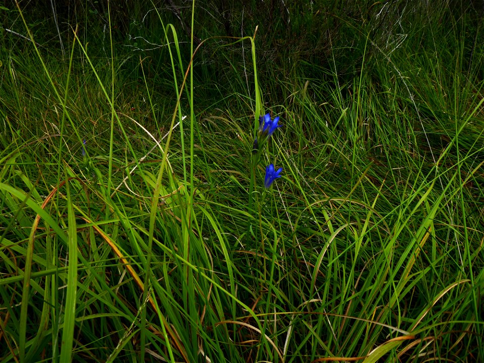 Gentiana pneumonanthe L., 1753