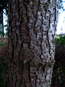 Pseudotsuga menziesii (Mirb.) Franco, 1950