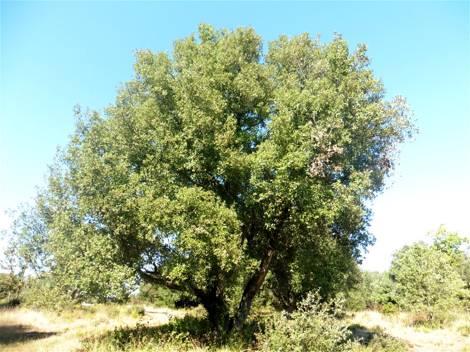 Quercus ilex L., 1753