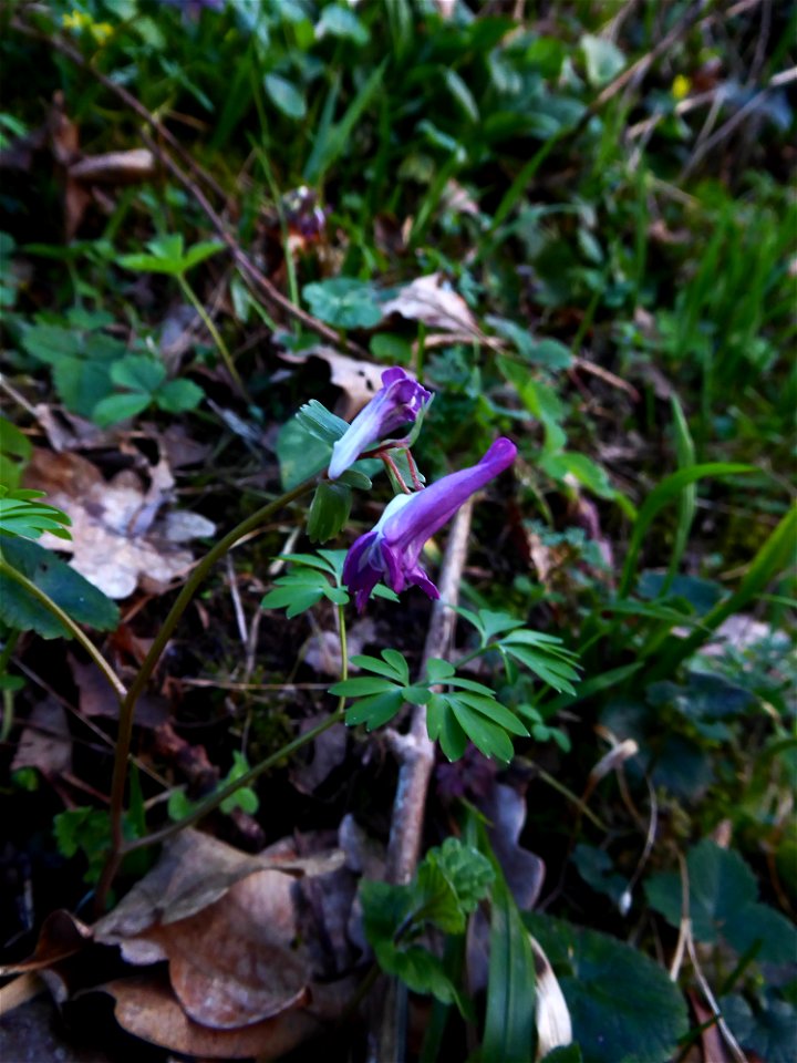 Corydalis solida (L.) Clairv., 1811