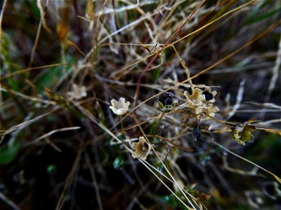 Spergula morisonii Boreau, 1847