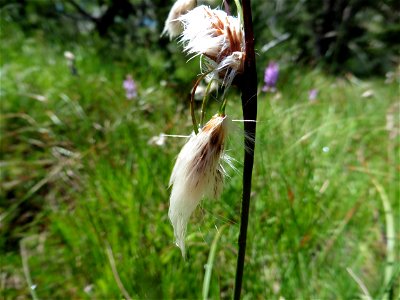 Eriophorum angustifolium Honck., 1782