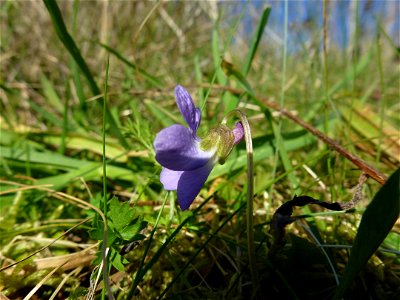 Viola odorata L., 1753