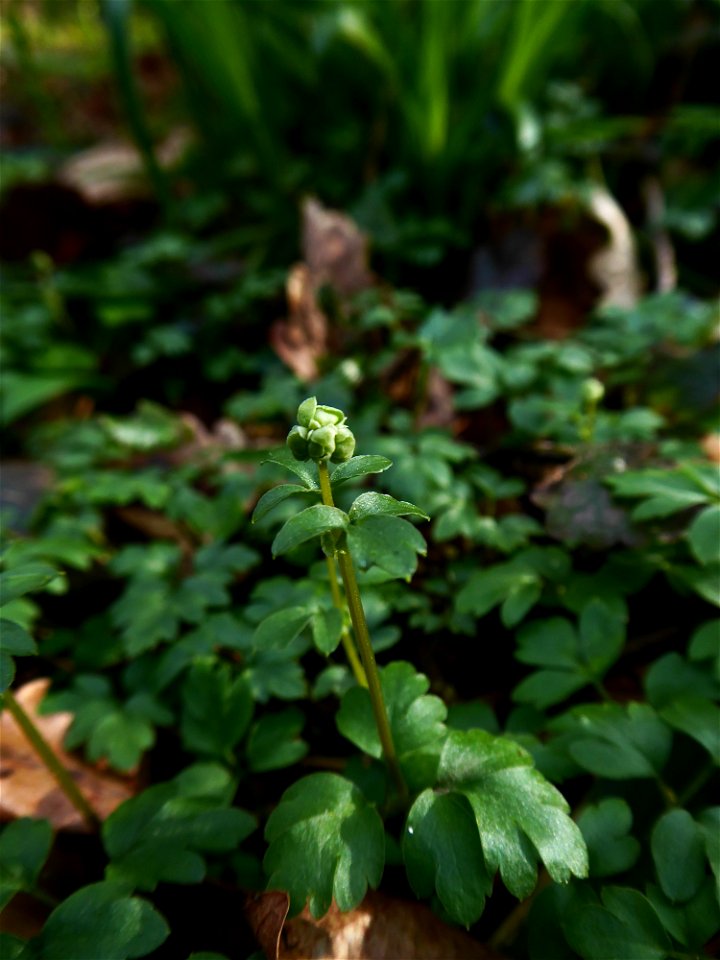 Adoxa moschatellina L., 1753
