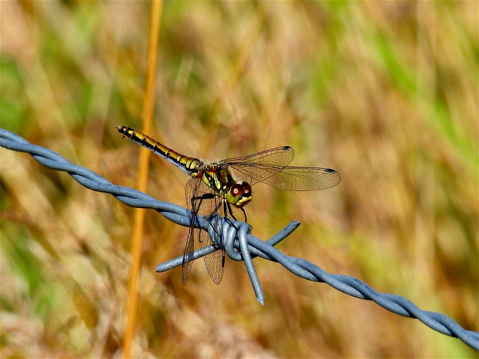 Zwarte heidelibel