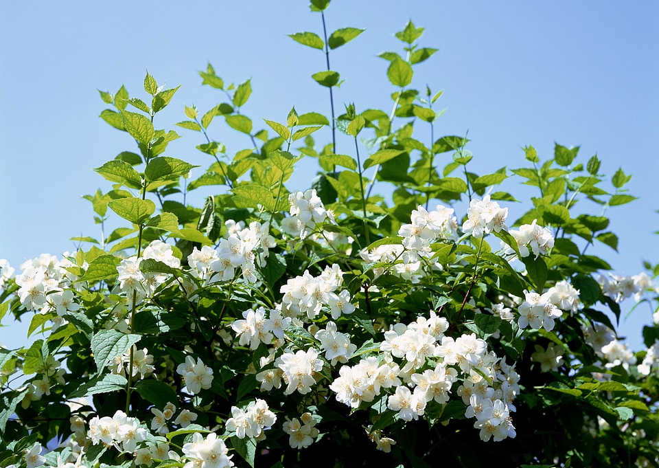 White flowers. photo