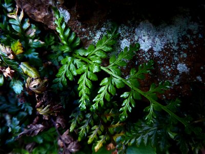 Asplenium obovatum subsp. billotii (F.W.Schultz) O.Bolòs, Vigo, Massales & Ninot, 1990