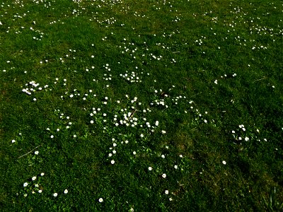 Bellis perennis L., 1753