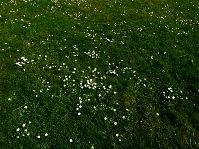 Bellis perennis L., 1753 photo