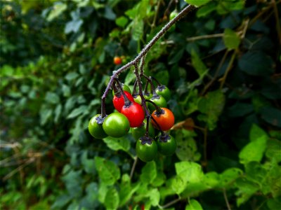 Solanum dulcamara L., 1753 photo