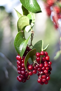 Sweet cherry red berries on a tree branch close up