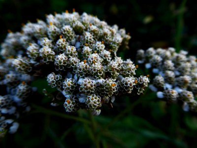 Achillea millefolium L., 1753