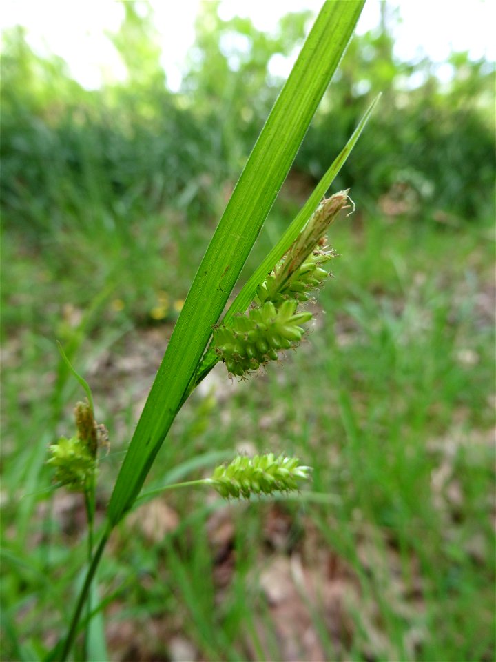 Carex pallescens L., 1753