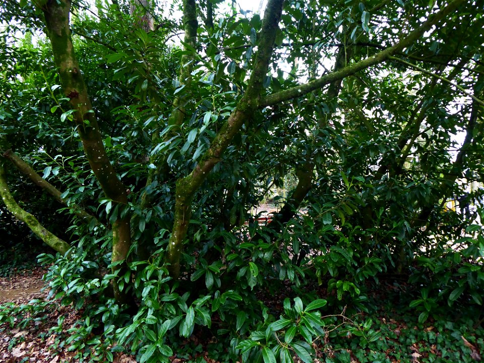 Prunus laurocerasus L., 1753