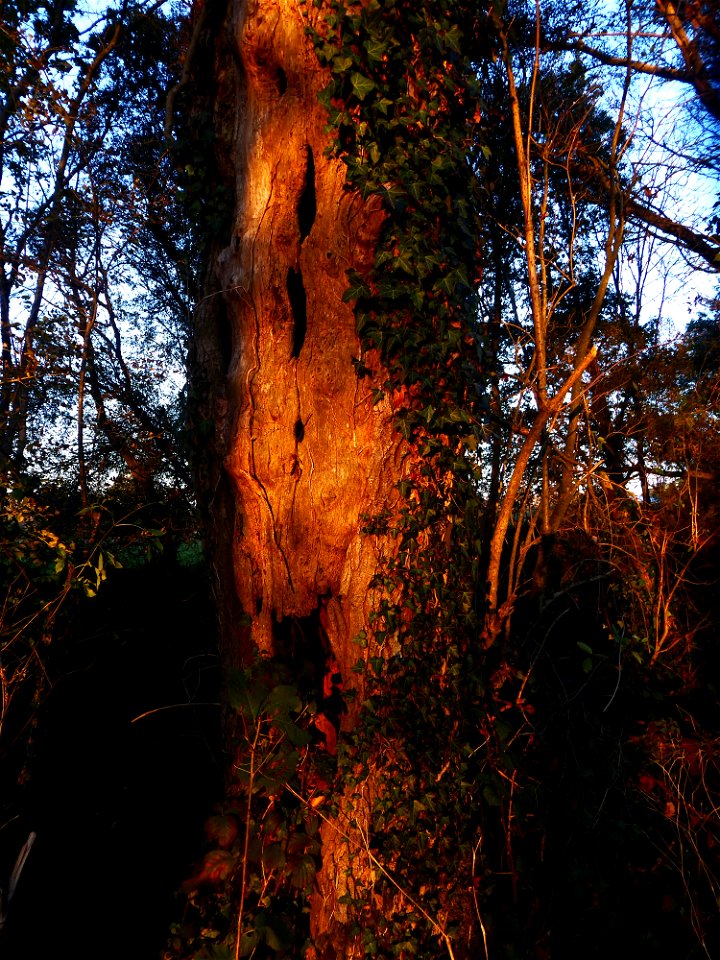 Quercus robur L., 1753