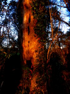 Quercus robur L., 1753