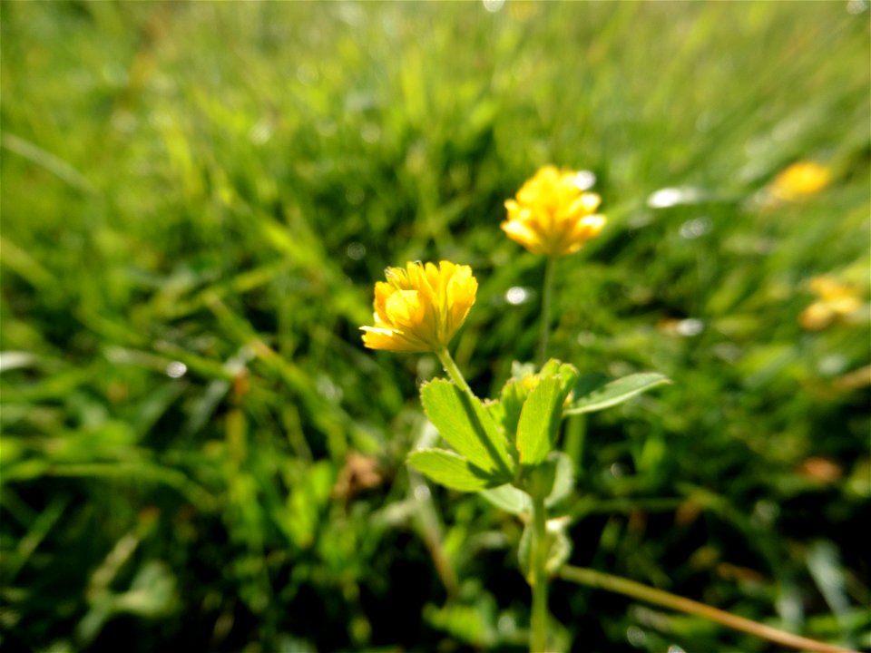 Trifolium patens Schreb., 1804