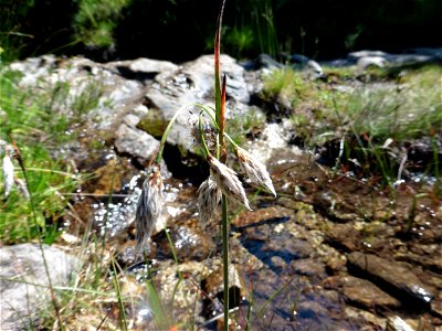 Eriophorum angustifolium Honck., 1782