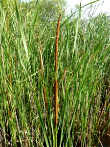 Typha angustifolia L., 1753