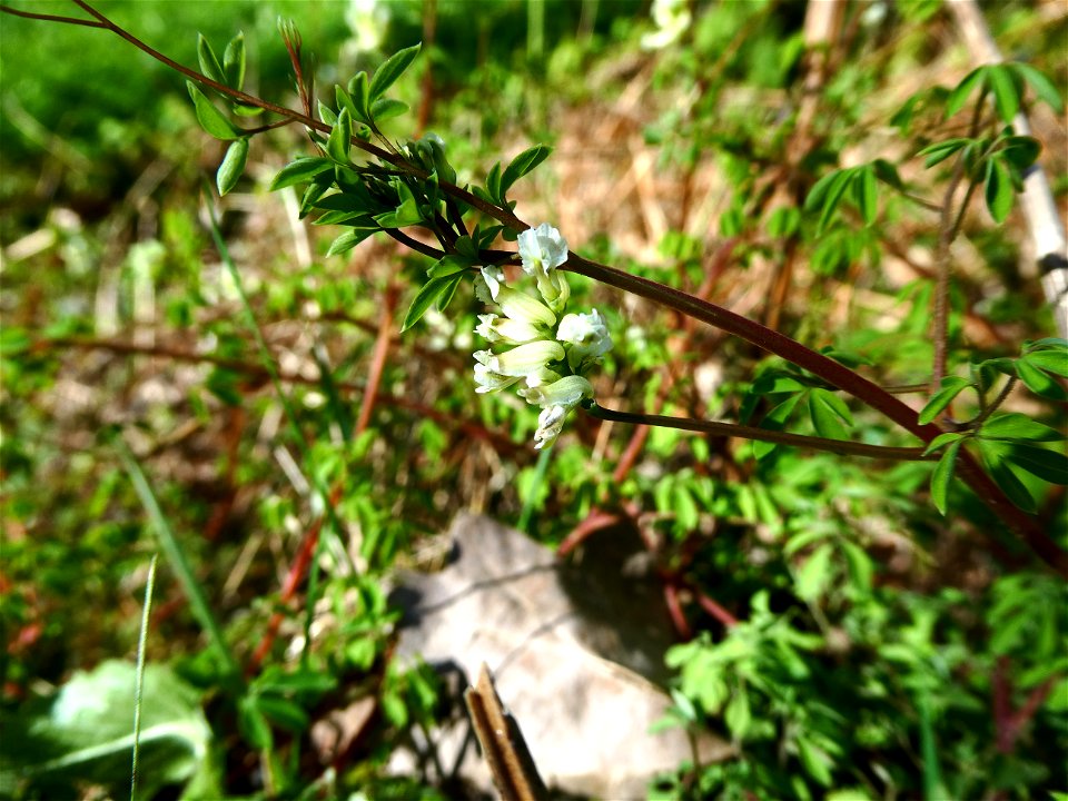 Ceratocapnos claviculata (L.) Lidén, 1984