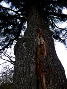 Cedrus atlantica (Manetti ex Endl.) Carrière, 1855