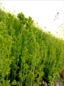 Galium verum L., 1753