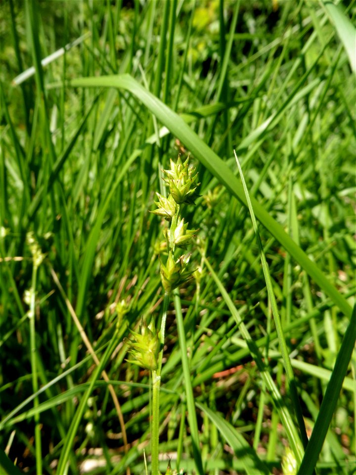 Carex spicata Huds., 1762