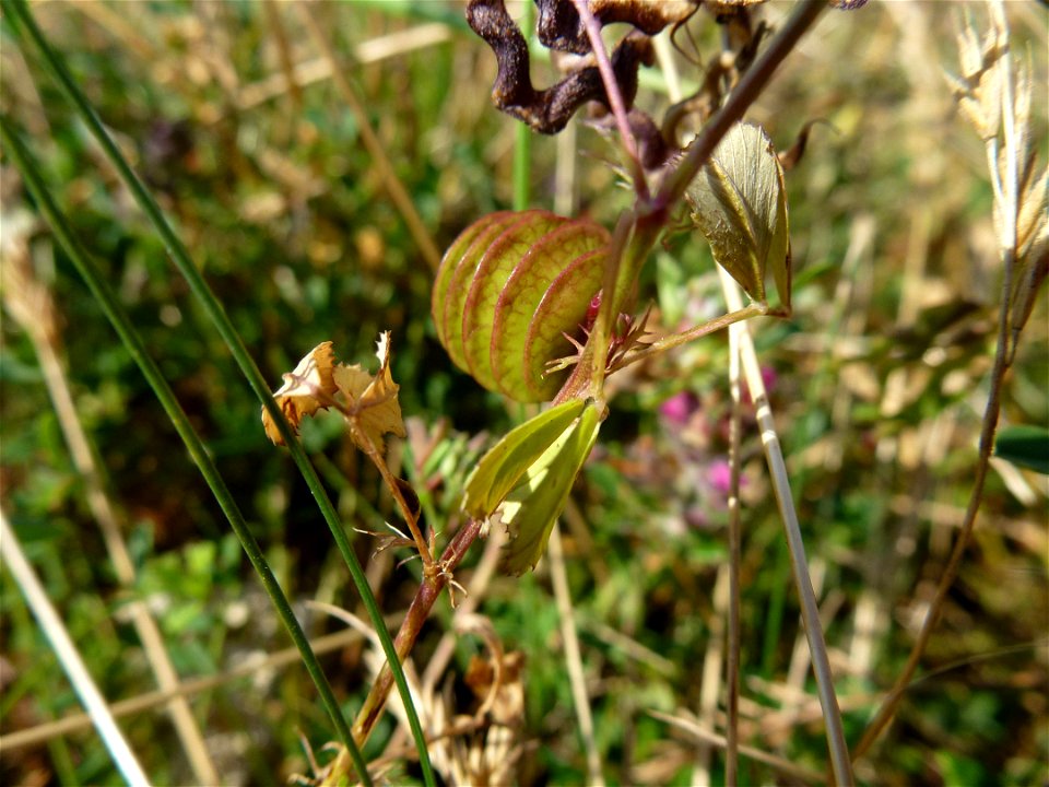 Medicago orbicularis (L.) Bartal., 1776