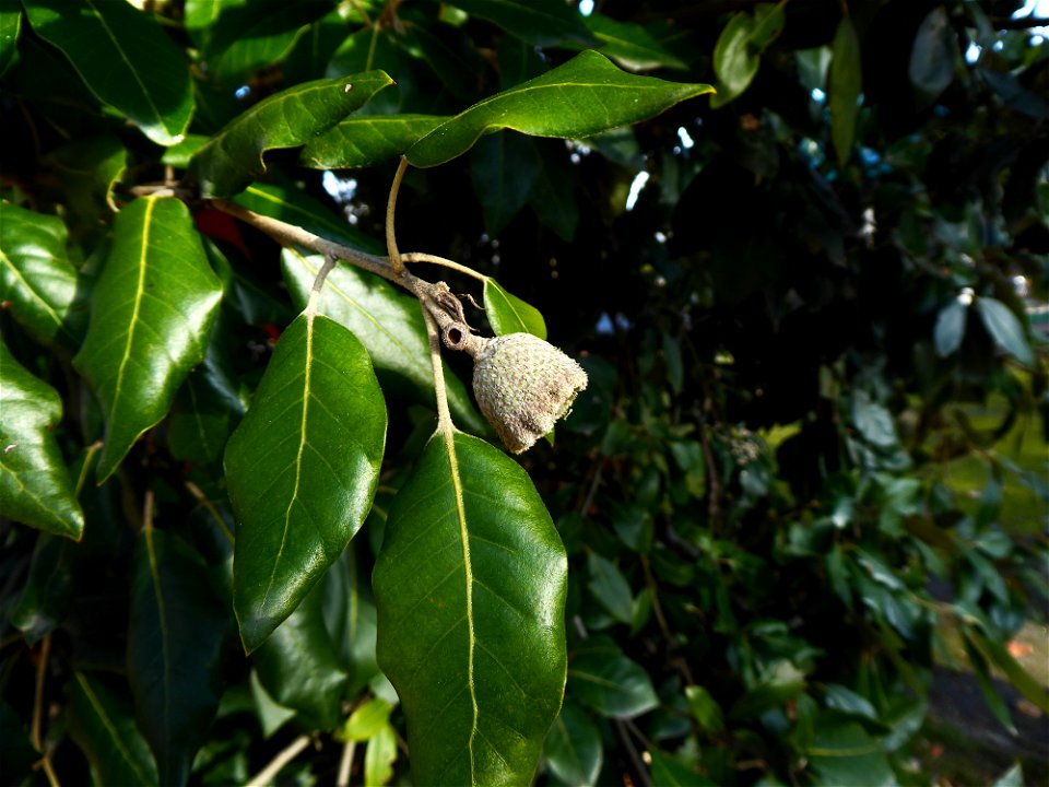 Quercus ilex L., 1753
