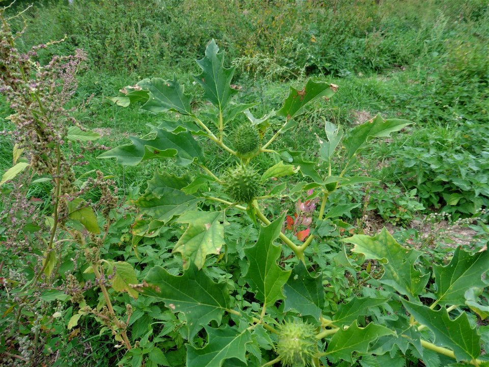 Datura stramonium L., 1753