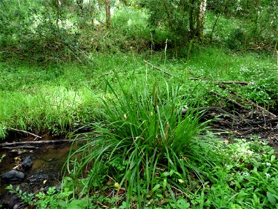 Carex pendula Huds., 1762