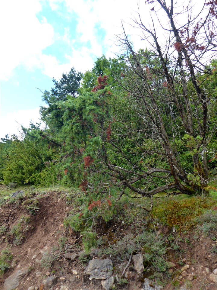 Juniperus communis L., 1753