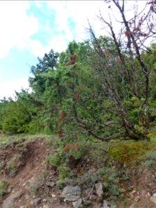 Juniperus communis L., 1753