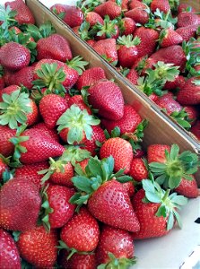 strawberries photo