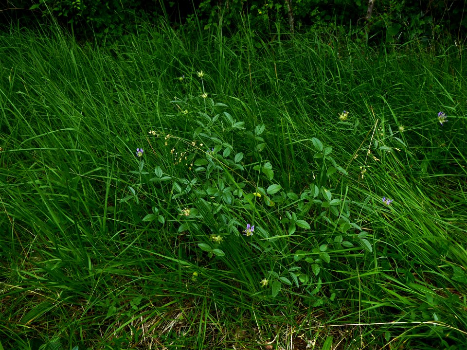 Bituminaria bituminosa (L.) C.H.Stirt., 1981