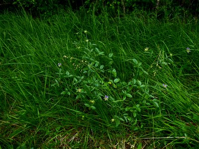 Bituminaria bituminosa (L.) C.H.Stirt., 1981