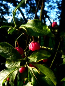 Euonymus europaeus L., 1753