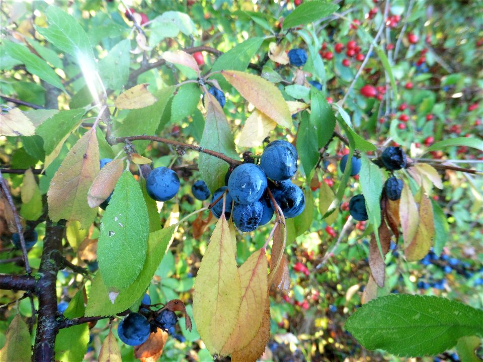 Prunus spinosa L., 1753