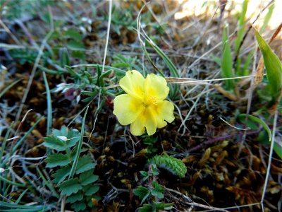 Fumana procumbens (Dunal) Gren. & Godr., 1847