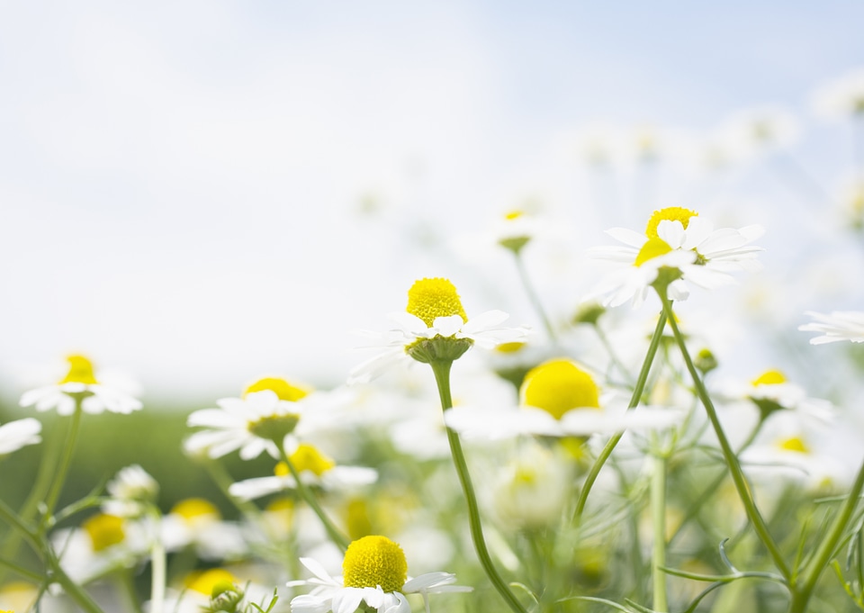 Field of camomiles and blue cloudy sky