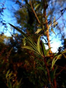 Artemisia vulgaris L., 1753