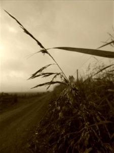 Phragmites australis (Cav.) Trin. ex Steud., 1840