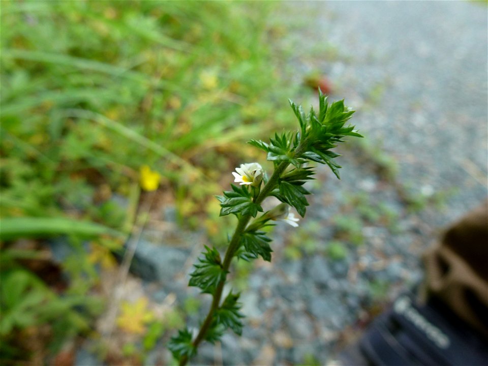 Euphrasia L., 1753