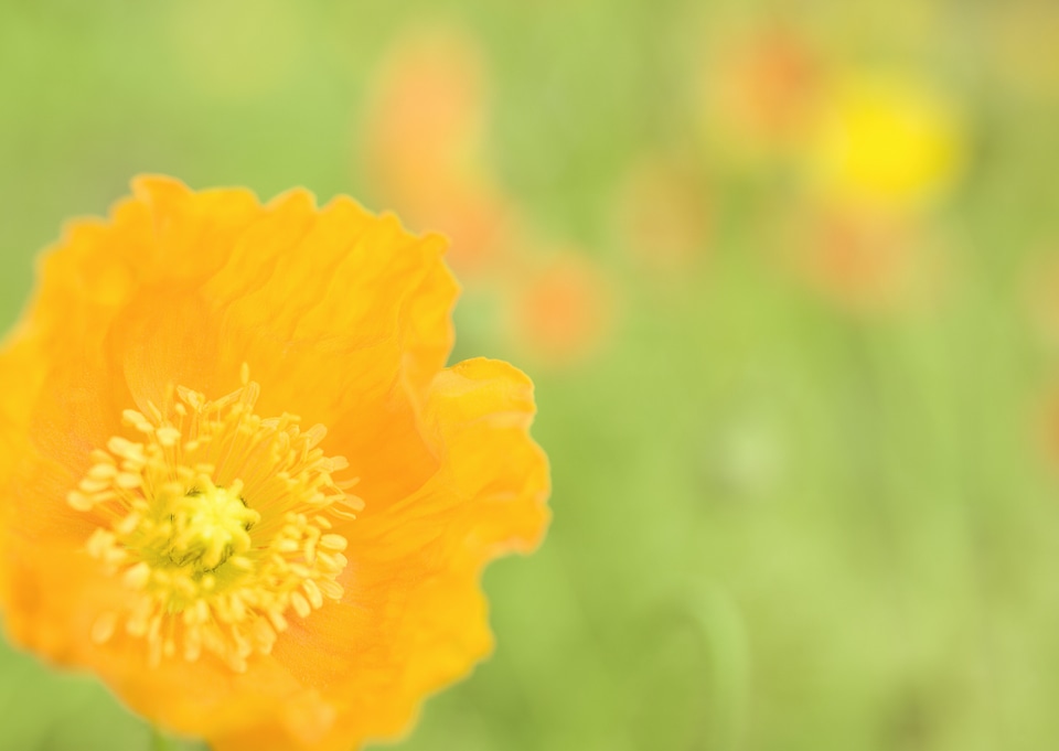 Wild Flower - Yellow wild poppy seed flower