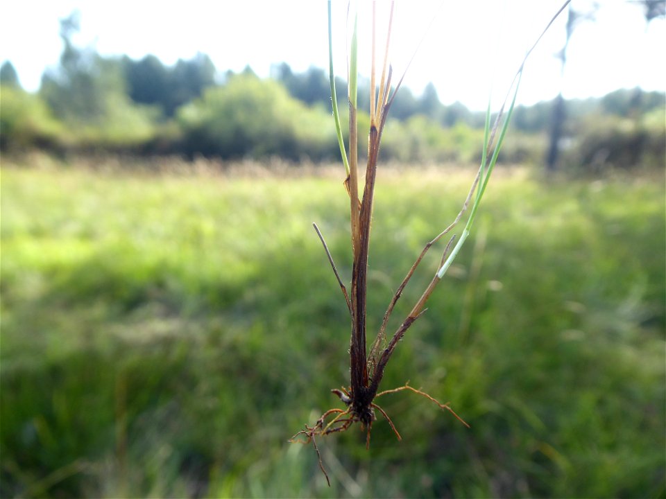Carex pulicaris L., 1753