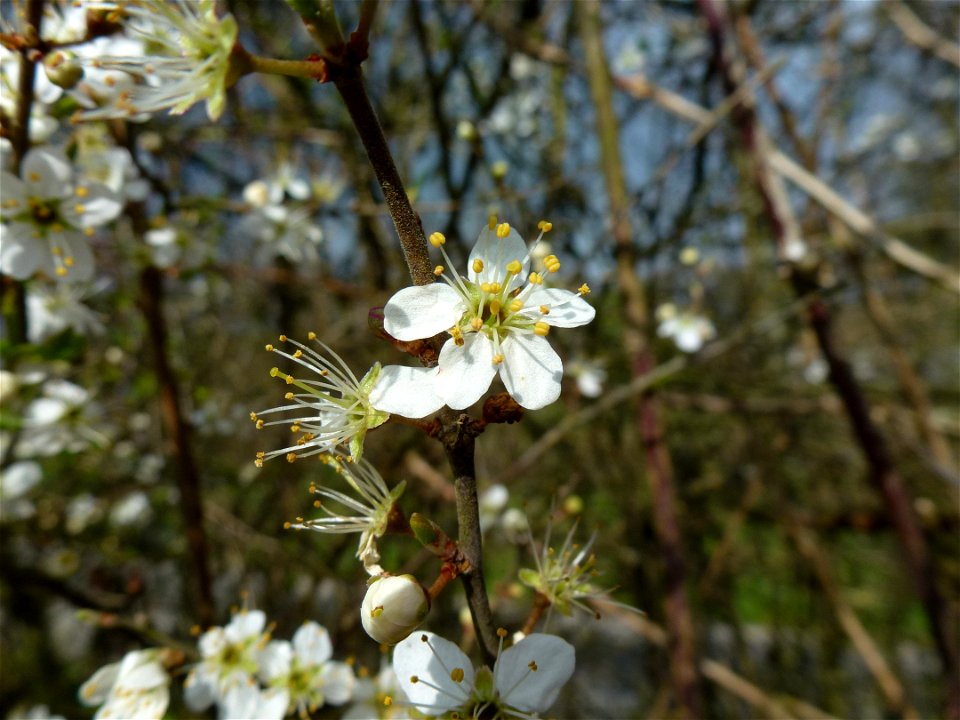 Prunus spinosa L., 1753
