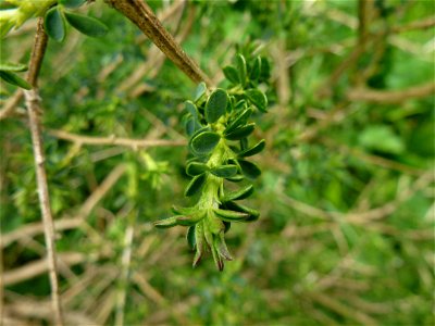 Adenocarpus complicatus (L.) J.Gay, 1836