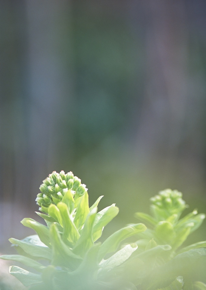 Light green wild grass flowers