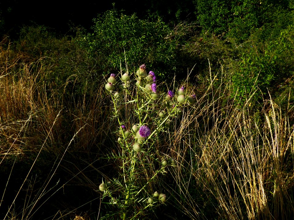 Cirsium eriophorum (L.) Scop., 1772