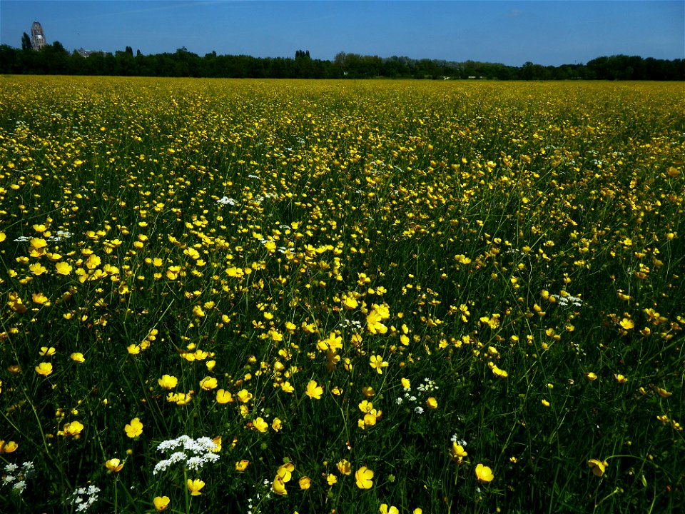 Ranunculus acris L., 1753